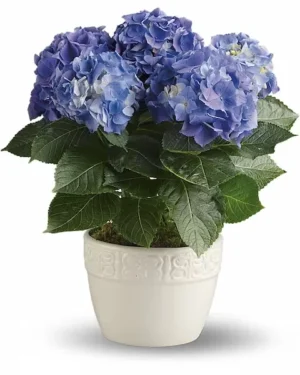 Happy Hydrangea - Blue Happy Hydrangea - Blue